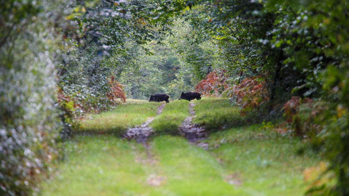 Parc De Launay Bed and Breakfast Louresse-Rochemenier Exteriör bild